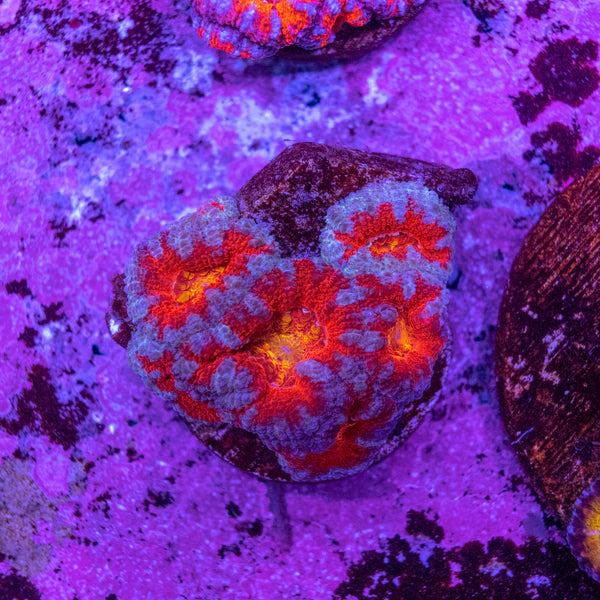 Micromussa (Acanthastrea)