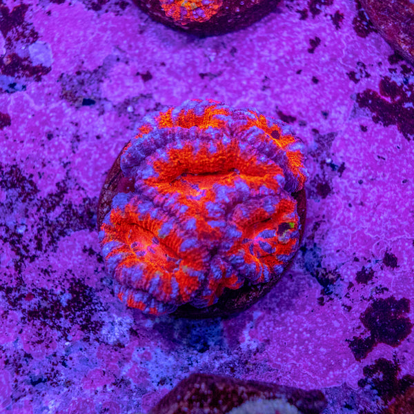 Micromussa (Acanthastrea)