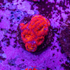 Micromussa (Acanthastrea)