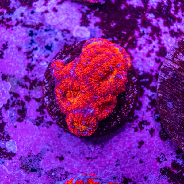 Micromussa (Acanthastrea)
