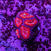 Micromussa (Acanthastrea)