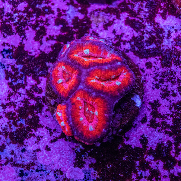 Micromussa (Acanthastrea)