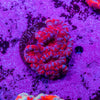 Micromussa (Acanthastrea)