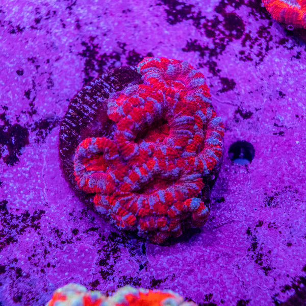 Micromussa (Acanthastrea)
