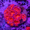 Micromussa (Acanthastrea)