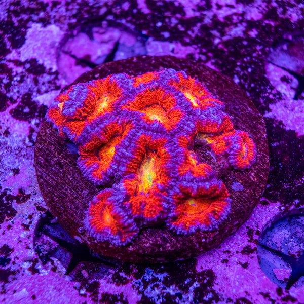 Micromussa (Acanthastrea)