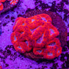 Micromussa (Acanthastrea)