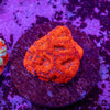 Micromussa (Acanthastrea)
