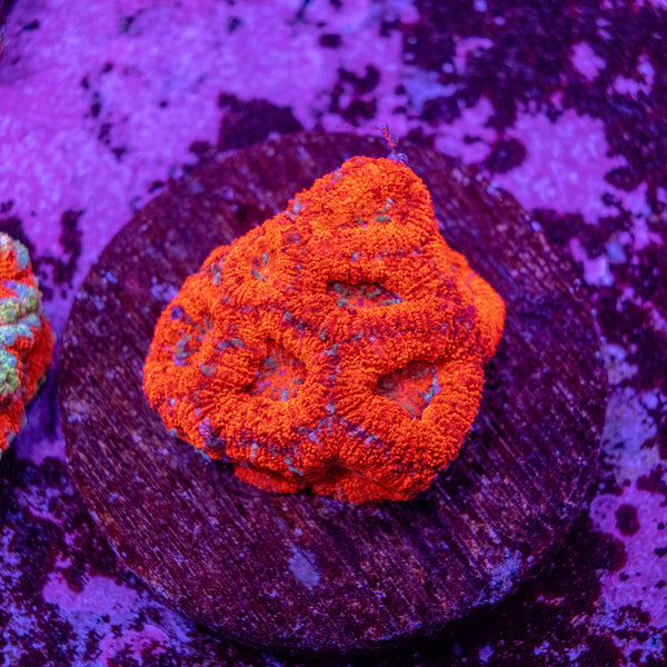 Micromussa (Acanthastrea)