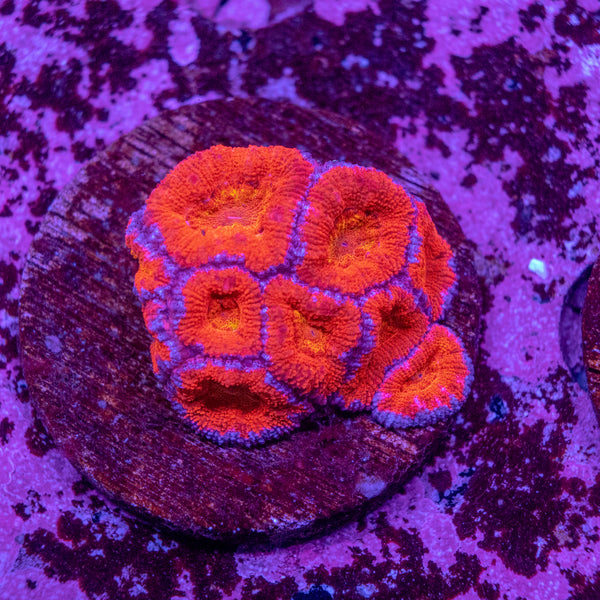 Micromussa (Acanthastrea)