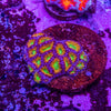 Micromussa (Acanthastrea)