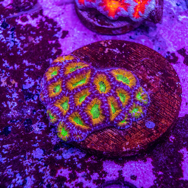 Micromussa (Acanthastrea)