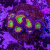 Micromussa (Acanthastrea)