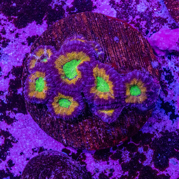 Micromussa (Acanthastrea)