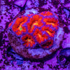 Micromussa (Acanthastrea)
