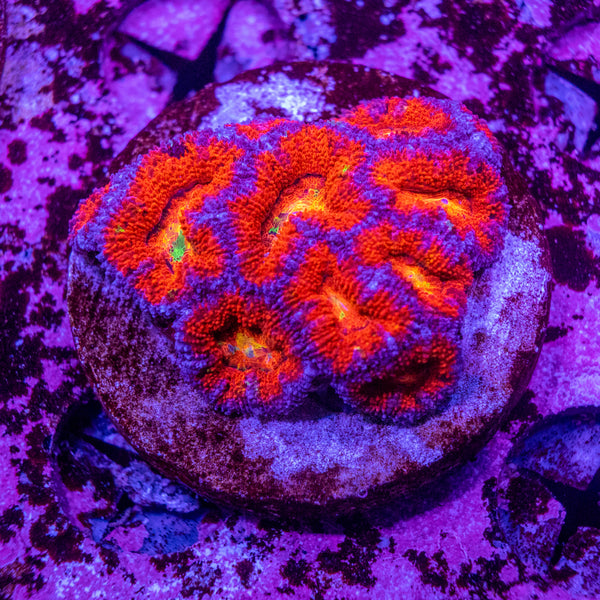 Micromussa (Acanthastrea)