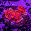 Micromussa (Acanthastrea)