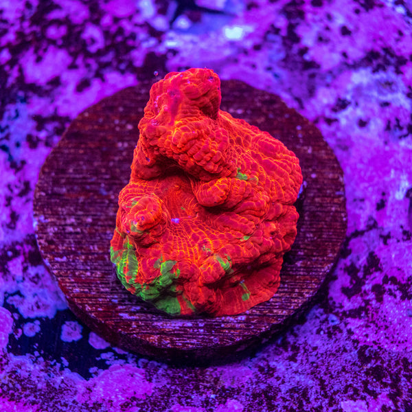 Bowerbanki (Acanthastrea)