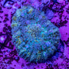 Bounce Rhodactis