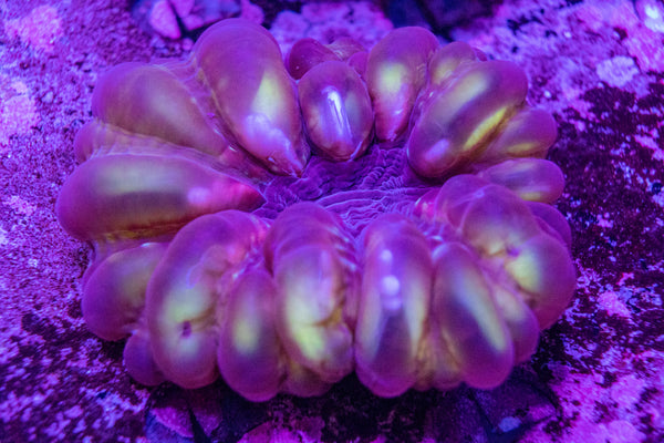 Cynarina