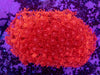 Goniopora