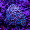Pink Alveopora