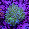 Frogspawn