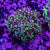 Frogspawn