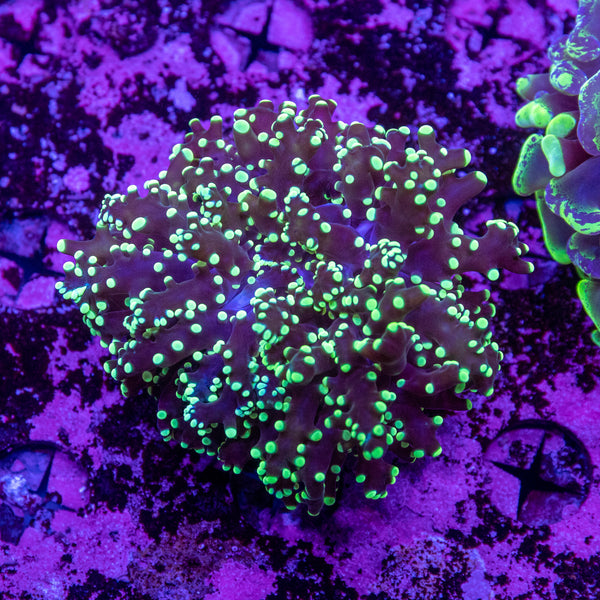 Frogspawn