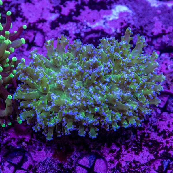 Frogspawn
