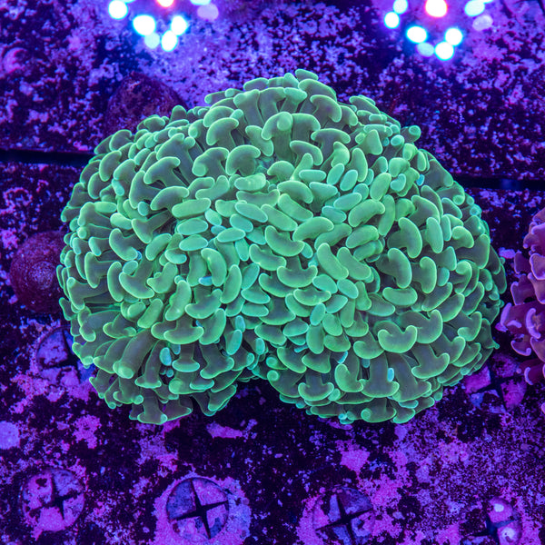 Hammer