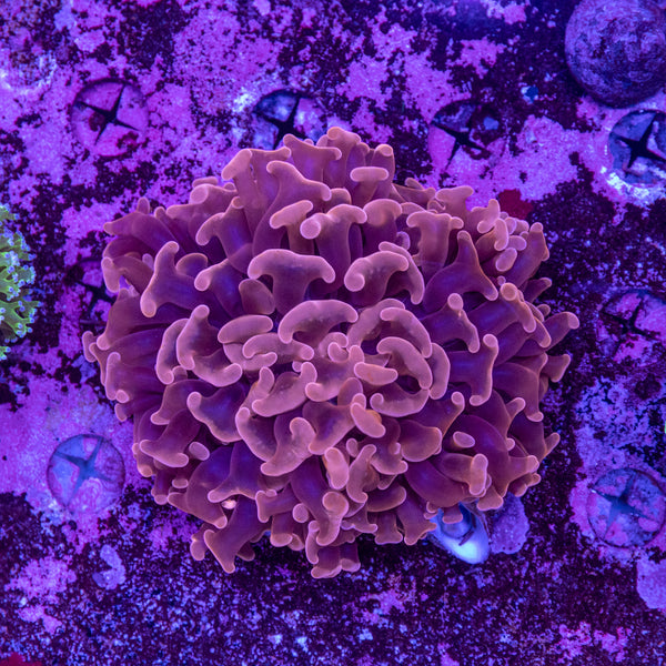 Hammer