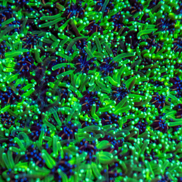 Galaxea Frag