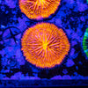 Orange Fungia
