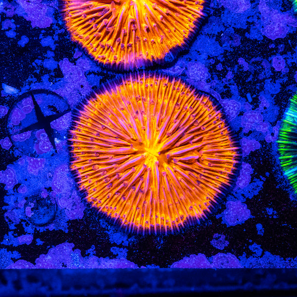 Orange Fungia
