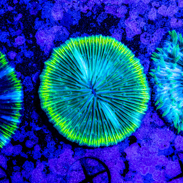 Fungia