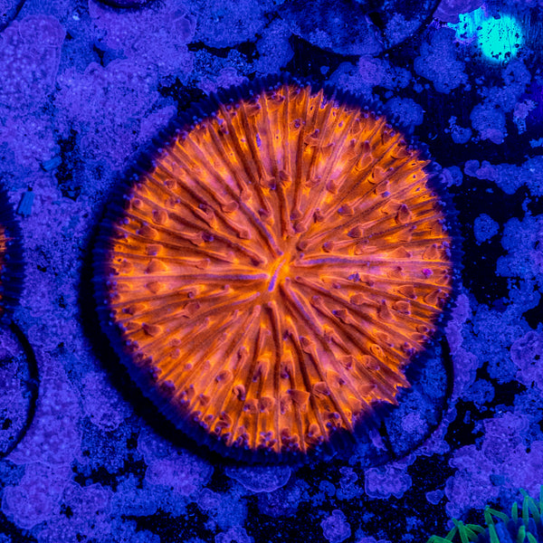 Orange Fungia