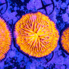 Orange Fungia