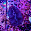 Clam