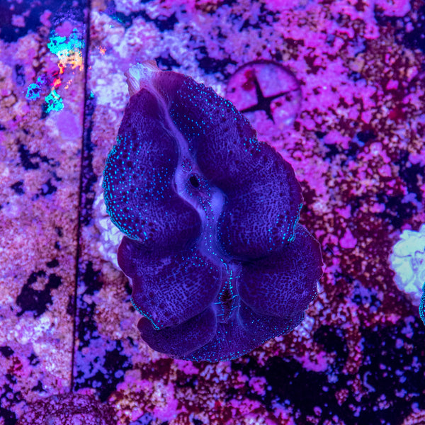 Clam