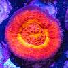 Scolymia