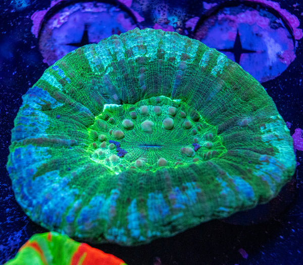 Scolymia