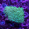 Bubble Coral