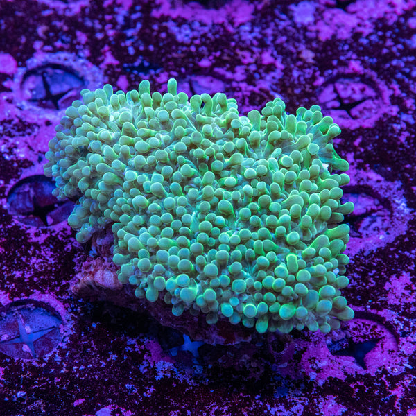 Bubble Coral