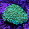 Bubble Coral