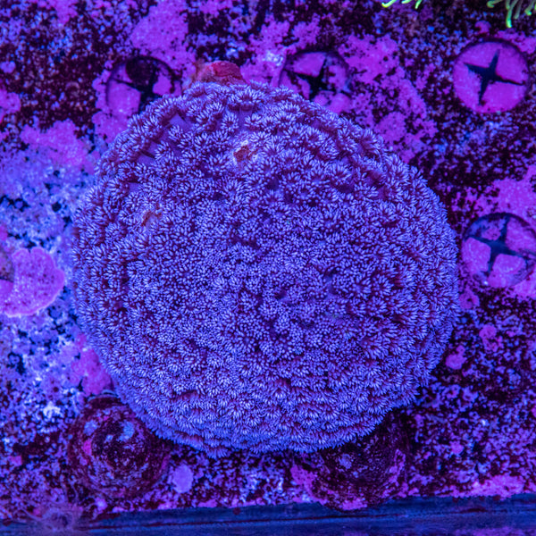 Goniopora (Wild)