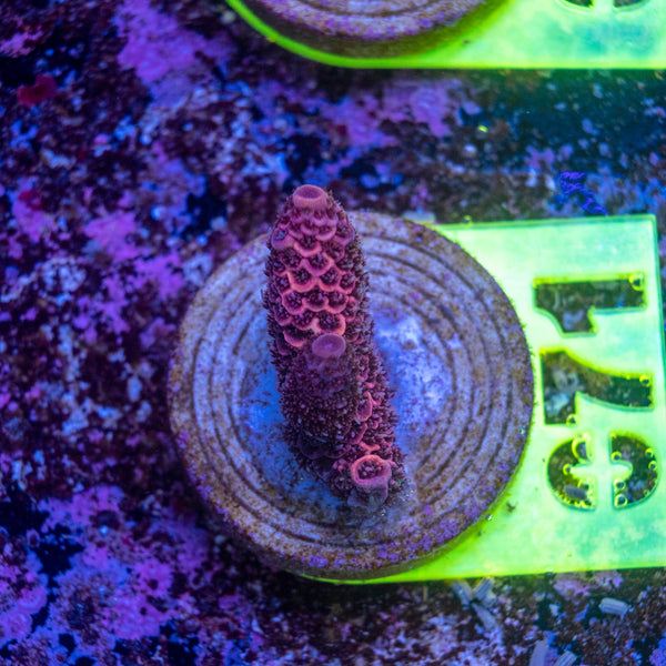 AMA SPS Frag 071