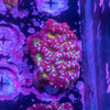 Acan. Micromussa