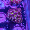 Acan. Micromussa