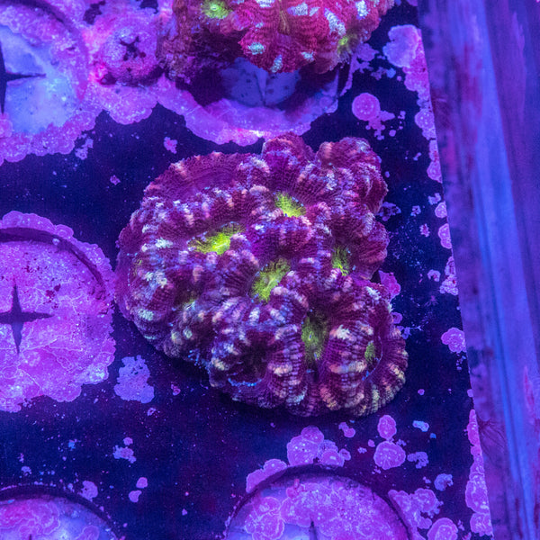 Acan. Micromussa